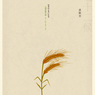 麦秋至